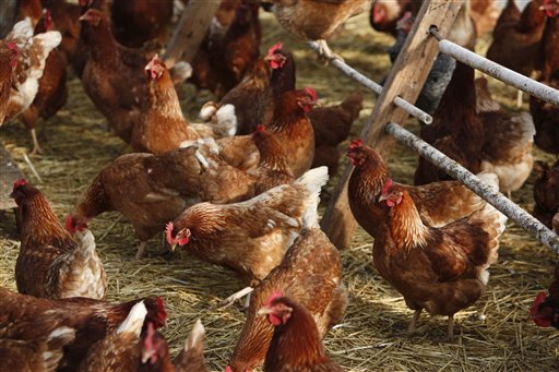 Chickens are seen on a farm near Vacaville, California 