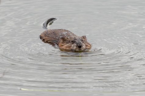 Two beavers currently reside in a pond at a residential area in Glenview. Coco, a female beaver, is pictured above.