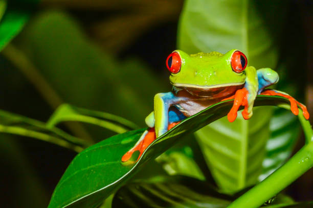 A close up of a Red-eyed Treefrog in Costa Rica